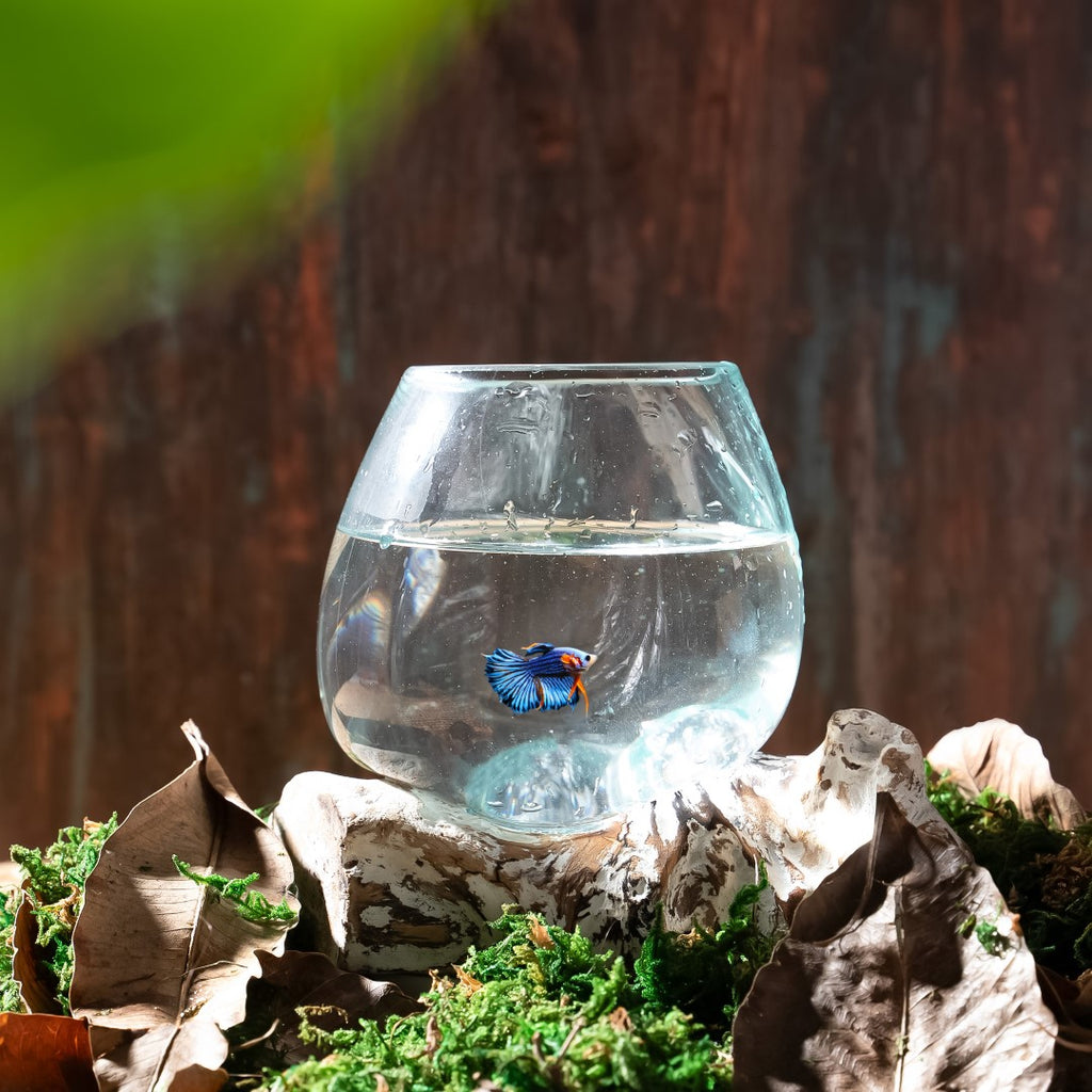 Glass Aquarium melted on the Wood (SMALL) image 3