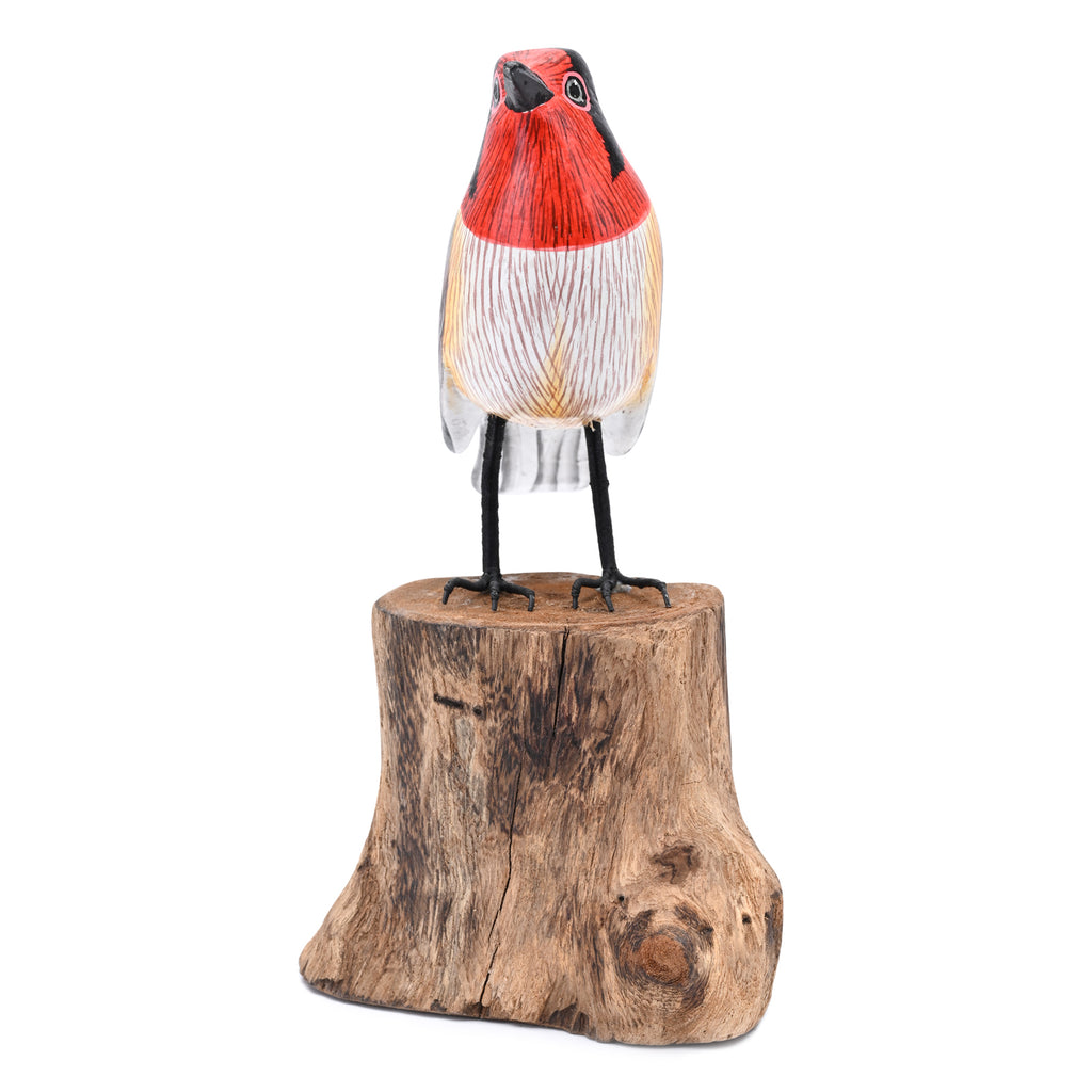 Rainbow Finch image 1