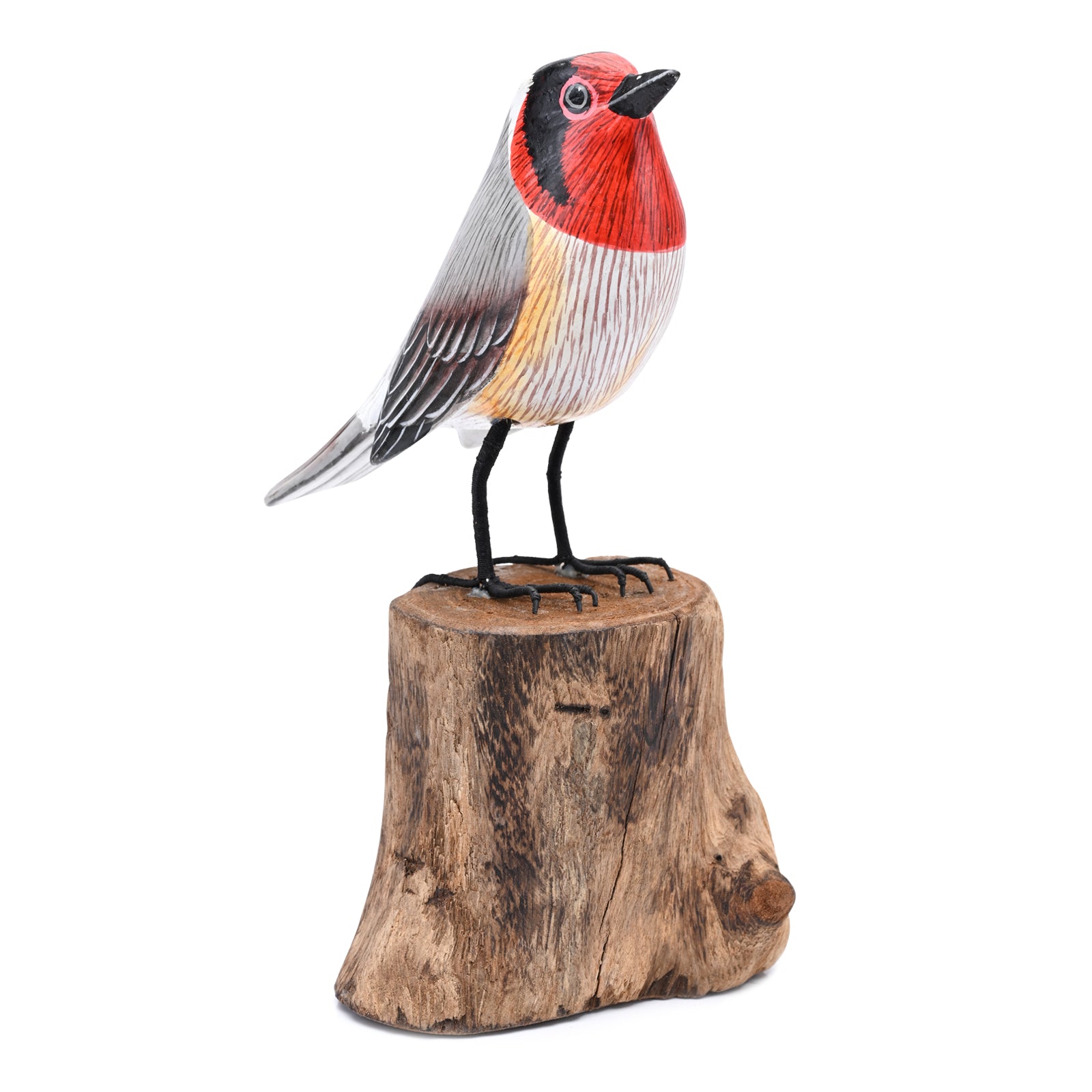 Rainbow Finch image 2