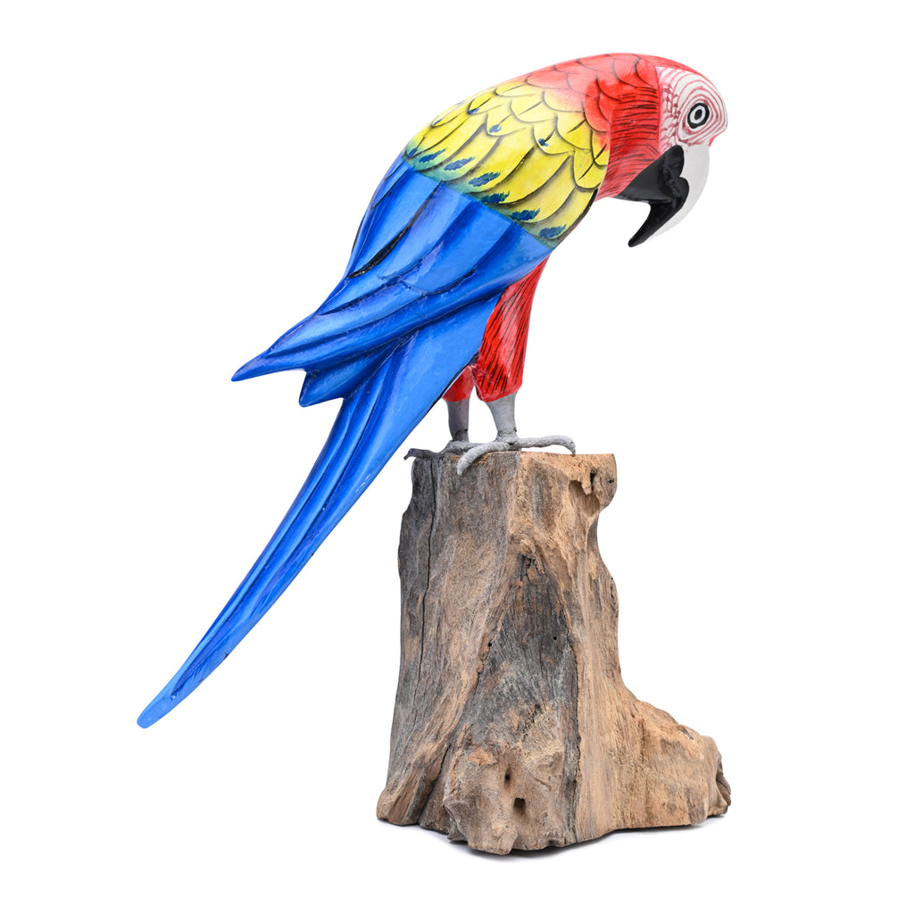 Scarlet Macaw image 3