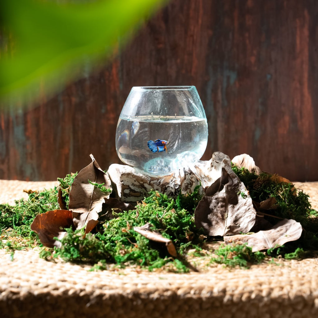 Glass Aquarium melted on the Wood (SMALL) image 1