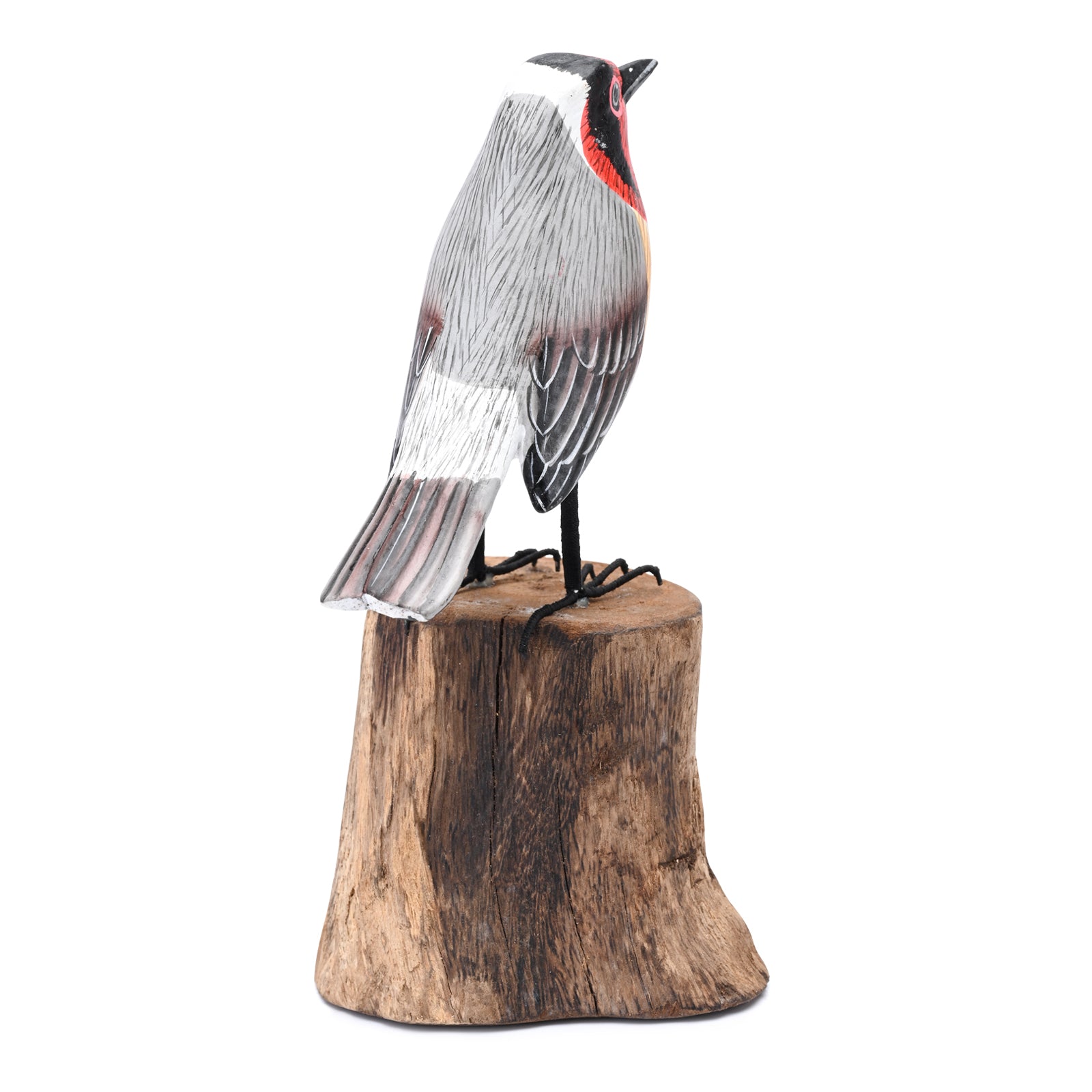 Rainbow Finch image 3